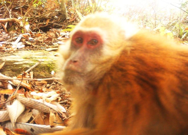 3. Arunachal forests